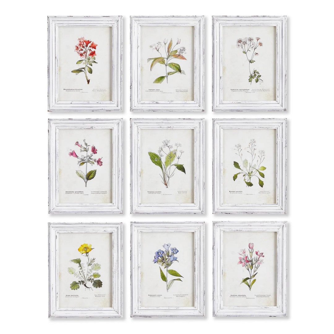 Vintage botanical wall art collection in white wood frames laid out in 3x3 grid on white

