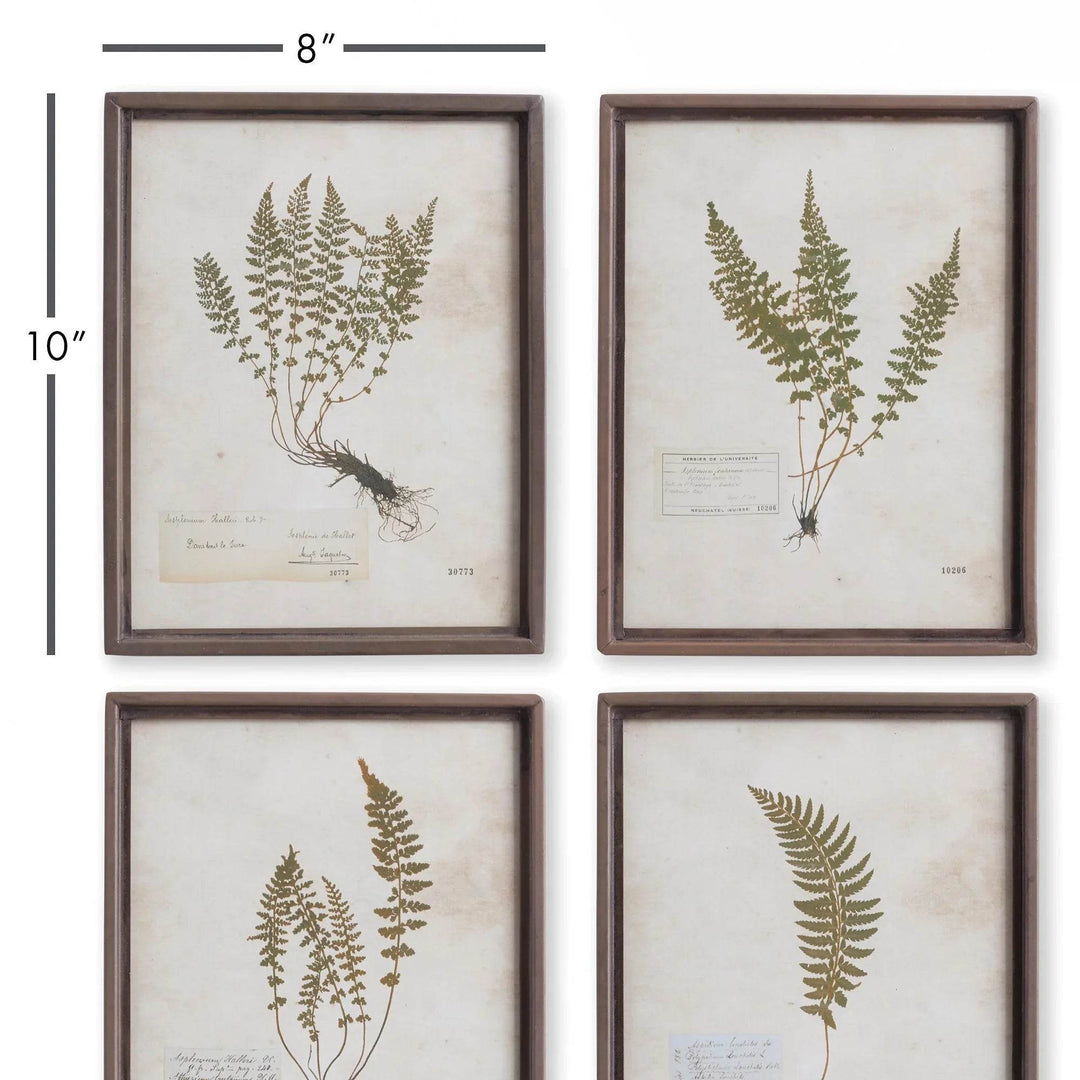 Set of four framed fern botanical prints displayed in grid layout on wall, perfect for gallery walls or small spaces.

