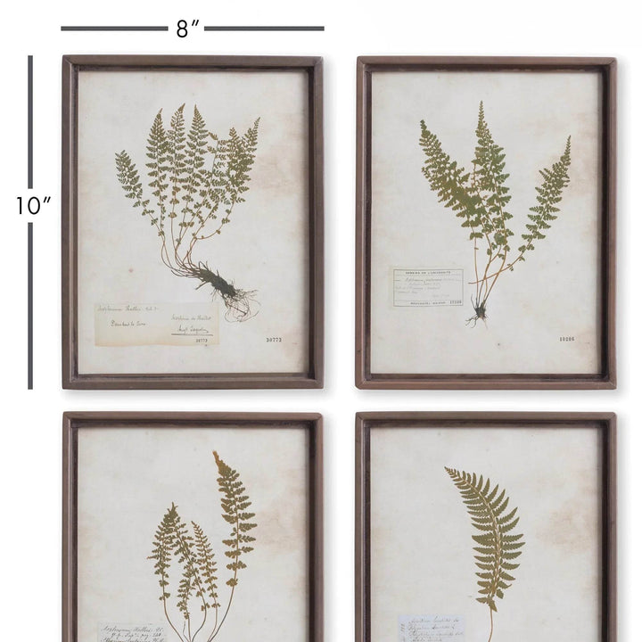 Set of four framed fern botanical prints displayed in grid layout on wall, perfect for gallery walls or small spaces.

