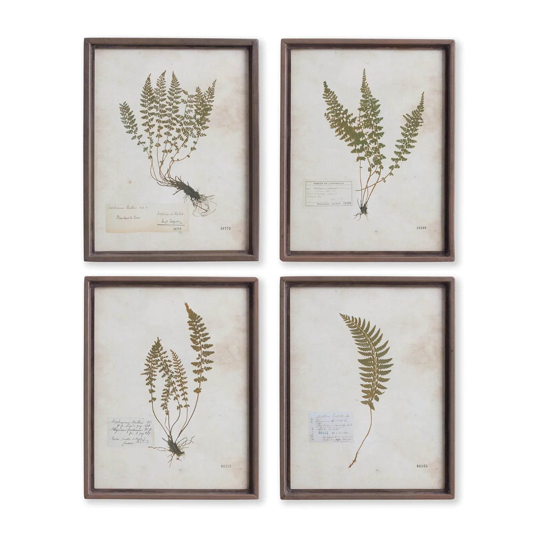 Set of four vintage style fern botanical prints with glass fronts and metal frames, shown front view for wall styling.

