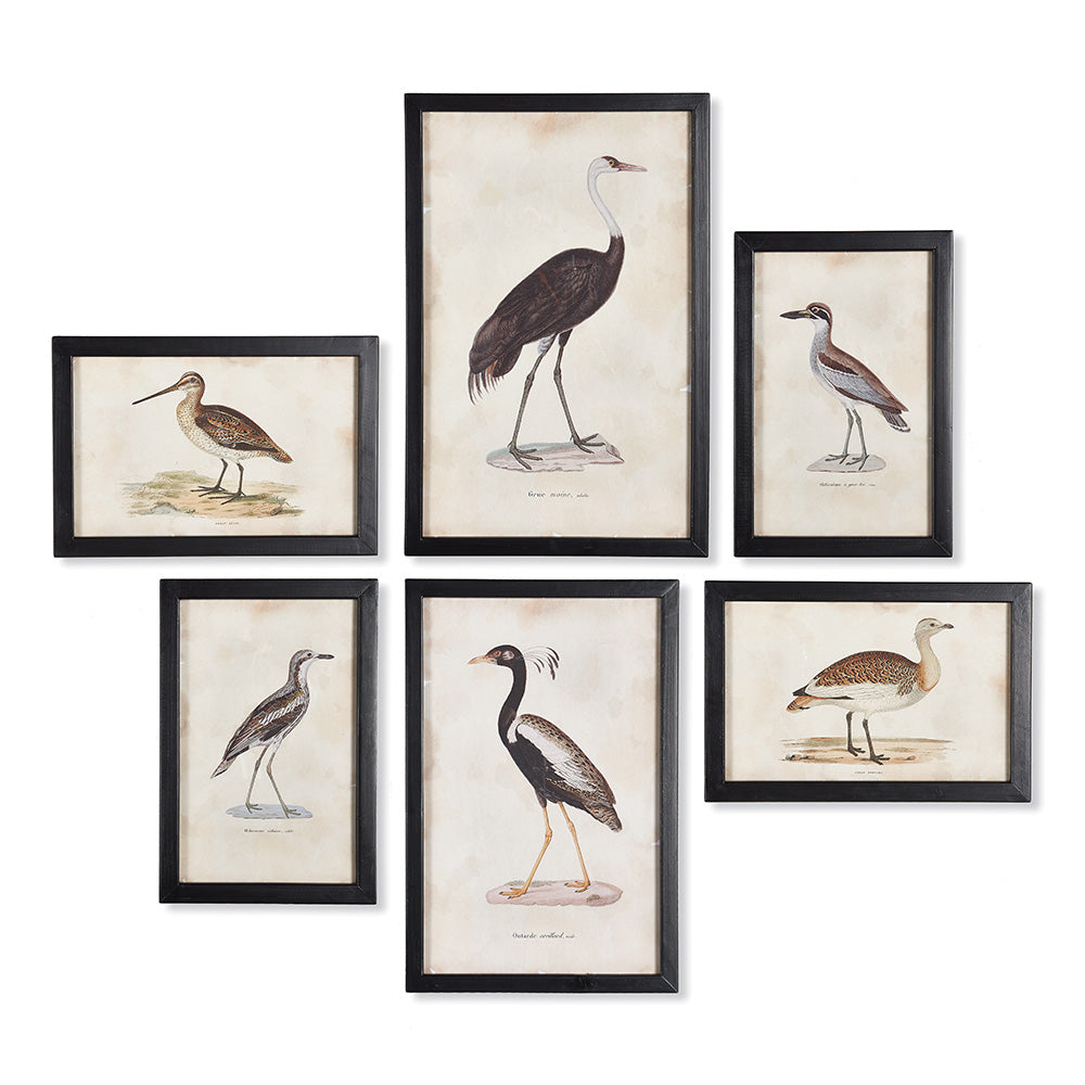 Gallery wall of six vintage bird illustrations framed in black, perfect for a vintage naturalist decor style.