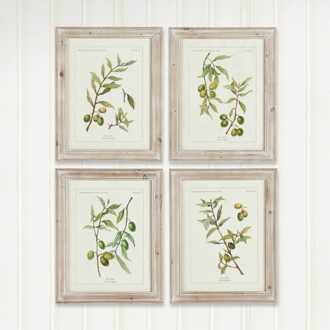 Set of olive leaf prints with cream backgrounds and wood frames hung in farmhouse-style room with beadboard wall.