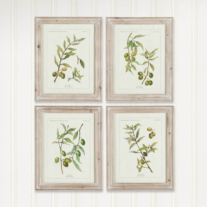 Set of olive leaf prints with cream backgrounds and wood frames hung in farmhouse-style room with beadboard wall.