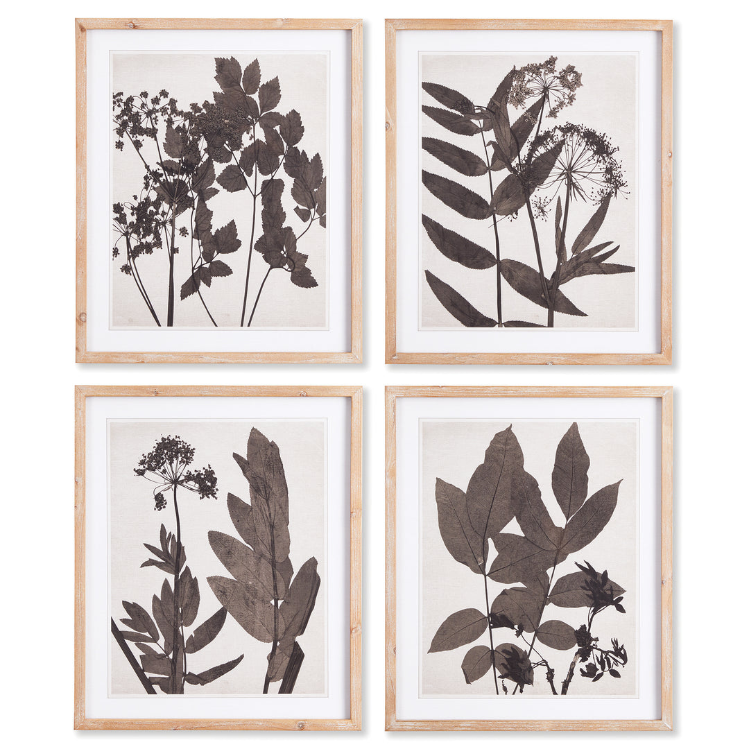 Set of four vintage pressed botanical wall art prints with sepia plant silhouettes in natural wood frames for cottagecore neutral decor.

