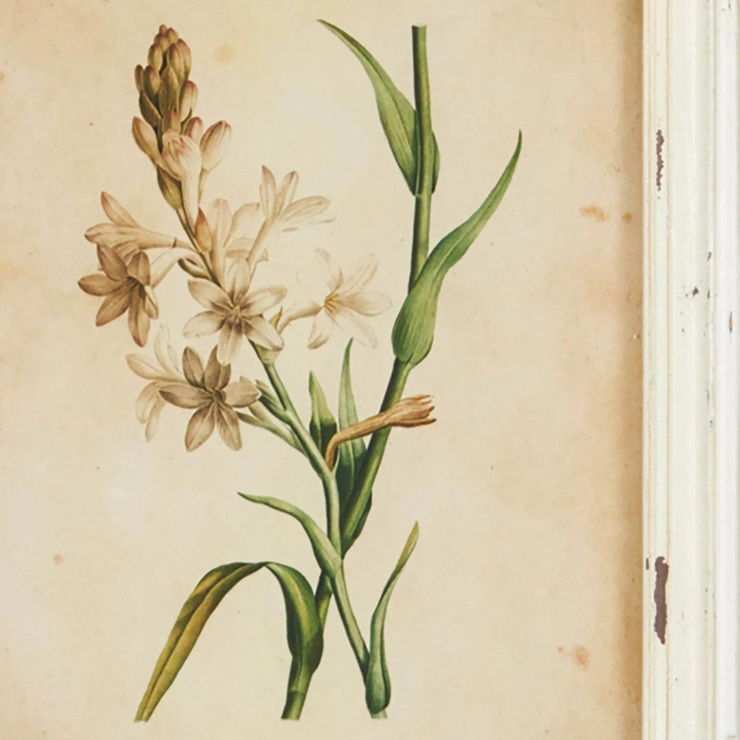Framed Wild Flower Botanical Wall Prints, Set Of 12Detail of delicate wildflower illustration in soft neutrals, part of a vintage cottagecore print set.

